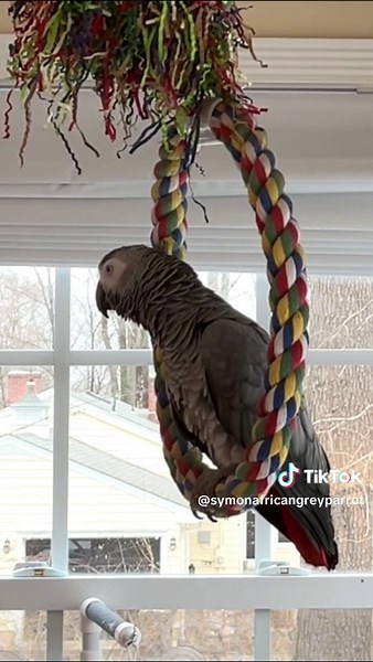 Symon the Talking African Grey Parrot: A Family Favorite
