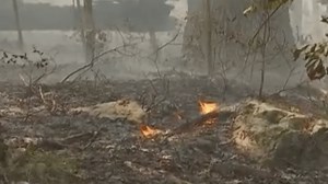 Multiple Mass. Brush Fires Send Smoke Traveling Across Parts of State