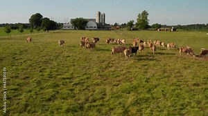 Brown Swiss, Jersey cows, cattle in pasture meadow by American farm in USA. Amish farm and barn.