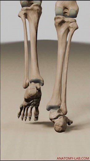 3D Animation Walk Cycle (Back View, Bones and Joints Visible)