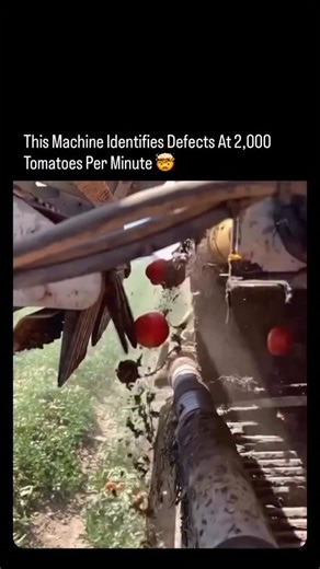 Where Dawn Turns Dark — Enter the Vex on Instagram: "Based on optical sorting technology used in modern agriculture, specifically in processing tomato harvesting, machines are capable of scanning 2,000 to thousands of tomatoes per minute. Key details about this technology: Method: These machines use high-speed cameras, sensors, and computer vision to analyze color, size, and surface defects. Mechanism: When defects (unripe, damaged, or foreign debris) are detected, high-pressure air jets or robo