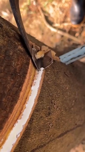 The process of harvesting rubber from trees