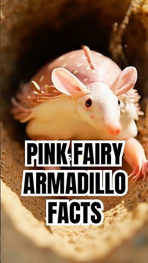 The Secret Life of the Pink Fairy Armadillo