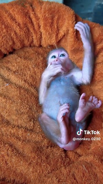 Rescue Stories Featuring Adorable Monkeys