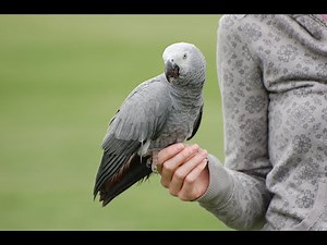 What You Should Know About AFRICAN GREYS | Cressi