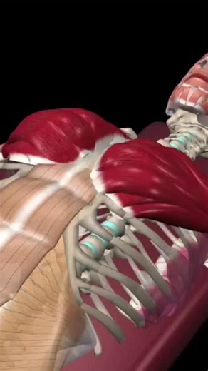 “Chest Press Secrets: Proper Technique, Muscle Activation & Fixes!” #fblifestyle | Azra Fitness