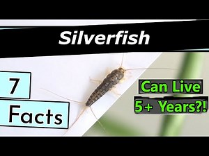 7 Facts about Silverfish