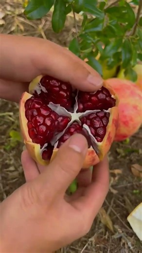 Proper way of cut a pomegranate