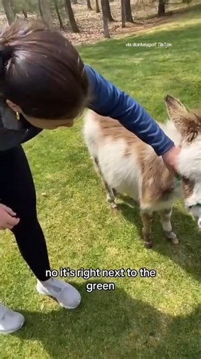 617K views · 10K reactions | “We’re just petting him right now” 𢡊 | CBS Sports | Facebook