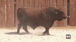 Whoa! Take a look at this deep gutted dark red bull we will offer this fall! Like our page to see why our customers keep coming back for these big stout bulls. This is your opportunity for high octane performance Beefmaster genetics. September 15, 2023-Arcadia, Florida October 21, 2023-Brenham, Texas https://beefmasterbullsale.com | Beefmaster Bull Sale