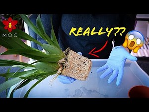 How I repot EXTREME pot bound Orchids! 😬 (Worst Orchids to repot!!)
