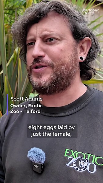 Iguana hatches 8 babies without male partner in rare 'virgin birth'