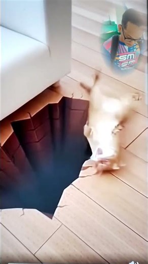Cat Funny Prank #funny funn#cats #prank prank