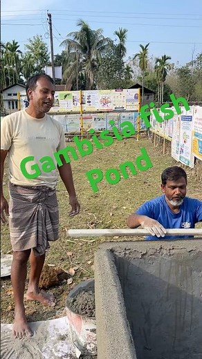 Gambusia fish pond to control mosquito populations