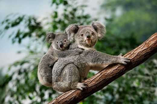 Koalas Are Not Bears, and Other Fascinating Facts You Should Know