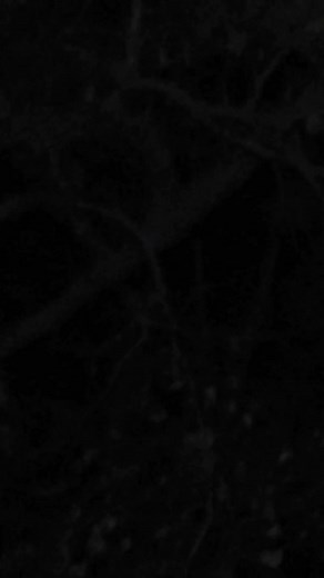 Penny out of pocket again. After the hunt with da meat.. | Jerry Back