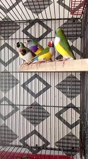 Gouldian Finches in Action – Colorful Chaos in the Cage!