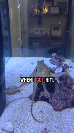 690K views · 10K reactions |  Meet Marley, the coolest octopus ever! Watch him show off his personality and love for slipper lobsters. 咽 #Octopus #MarleyTheOctopus #SeaLife #pets | JB Today | Facebook