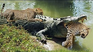 Crocodiles Wait For Leopard Across The River 👉👉👉 Join our group : Animals Life | Wild World