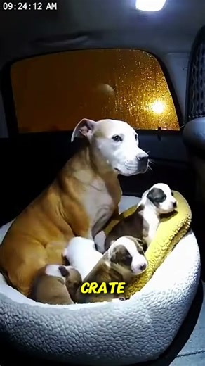 72 Hours to Save This Terrified Puppy – You Won’t Believe the Glow-Up #savethepuppies #cutealert