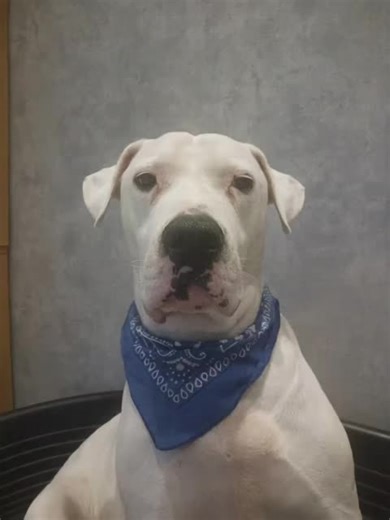 Vidéos de Boomer The Dogo (@boomer.the.return) avec son original - Déjanté