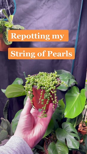 Today I repotted my string of pearls! #planttok #planttiktok #houseplants #stringofpearls #plantcare