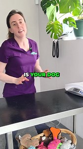 Is your dog a healthy weight? It’s not just about the number on the scales! Weight alone doesn’t tell the full story—Body Condition Score (BCS) is a better way to check if your dog is in ideal shape. Here’s what to look for: Can you feel their ribs easily? Do they have a waist from above? Is there a tummy tuck from the side? Every dog is different, and things like breed and age matter—but keeping your dog at a healthy body condition can add years to their life. Need help checking your dog’s scor