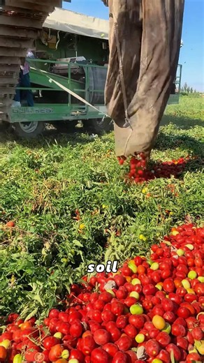 Why are there rotten tomatoes all over the field? The reason will surprise you.#tomates #cultivation