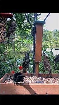 Young European Starlings Show Different Stages Of Molting Into Adult Plumage