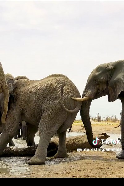 #wildlife #animalsworld #animals