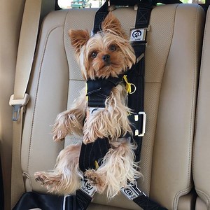 118M views · 495K reactions | This seat belt keeps your dog safe in car rides. | Insider Animal Lovers | Facebook