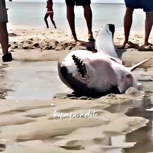 Pessoas que tem um lugarzinho no céu ❤️‍🩹😭 | #ajuda #animal #cenatriste #resgate #animals #emocionante #foryou #fyp #viral