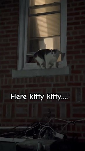 Stray kitty climbed up the window sill