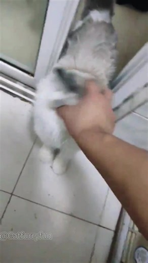 Angry cat😂😂😂#cat#catsoftiktok #catvideos #funnycat#fyp | angry cat