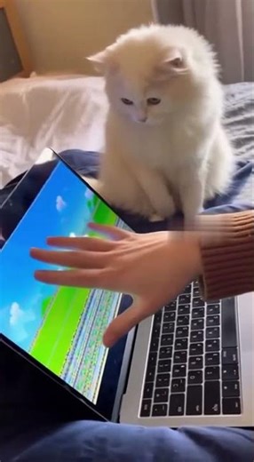 Cat smashes the laptop screen with one paw 💀🐱 #cat #funnycats #pets #fail #viral