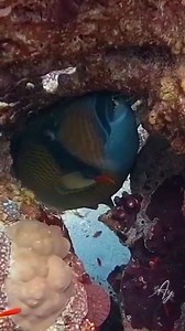 16K views · 310 reactions | Titan triggerfish  #triggerfish #MarineCreatures #underwaterphotography #diving #divewithus #redsea | Red Sea Diving | Facebook