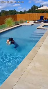 36K views · 54 reactions | Dog Jumps Into Pool to Keep Baby Afloat...