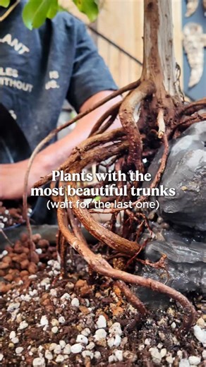 Interior plants with some of the most striking trunks. You want to make a statement? These trees will do it for you 🌴🌴 | The Plant Daddies