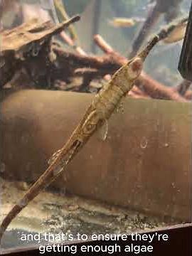 A quick guide to Twig catfishes, Farlowella spp. in aquariums.