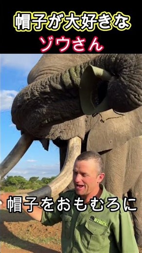 A statue that loves hats #animals #funny #elephant