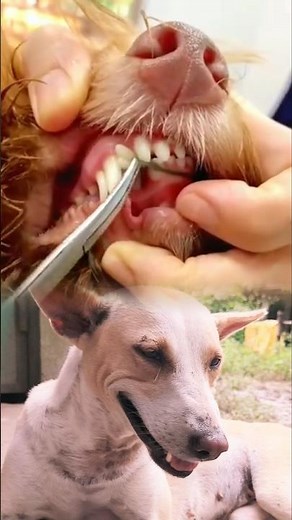 Dog Teeth Cleaning | Removing Years of Built-Up Tartar! 🦷🐶