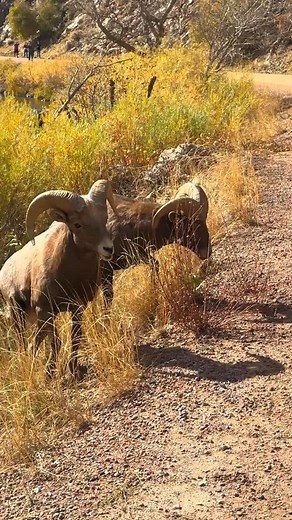 Check out this male ram approaching with his head down! 🐏 This is classic ram behavior during mating season—he’s showing dominance, getting close to sniff the ewe, and encouraging her to lower her head. #BighornSheep #Rams #WildlifeNature #ColoradoWildlife #mating #watertoncanyon #wildlife #animals #nature #colorado #rut #rutbehavior #rockymountains #wildlifephotography | Colorado Wild Adventures