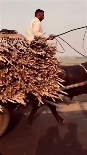 Jats 💚 #shorts #jaat #Jatt #jutt