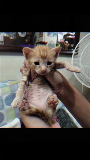 Meet The Cute Kittens - The Ginger Squad