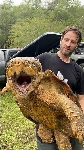 One BIG Georgia Alligator Snapping Turtle! 😳🐢 #turtle #alligatorsnappingturtles #wildlife