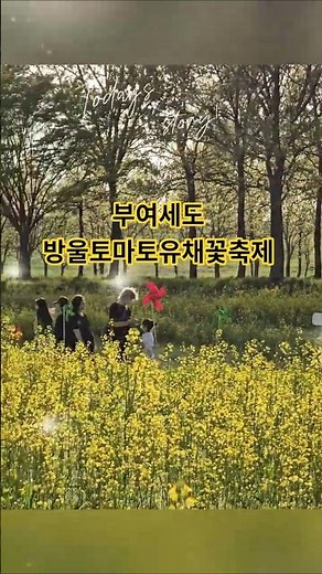 #부여 #부여와랑 #부여세도방울토마토유채꽃축제 #부여가볼만한곳 #부여유채꽃명소