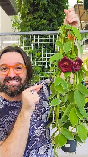 You've never seen a wax flower this big! #rareplants #gardening #hoya