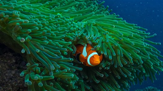 Bright clownfish in coral reef