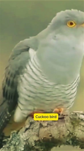 Cuckoo Bird’s Mysterious Call 🐦 #original #birdsounds #wildlife #animals #birdsongs #naturesvoice