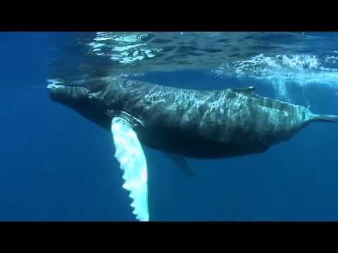 Swimming with Humpback Whales